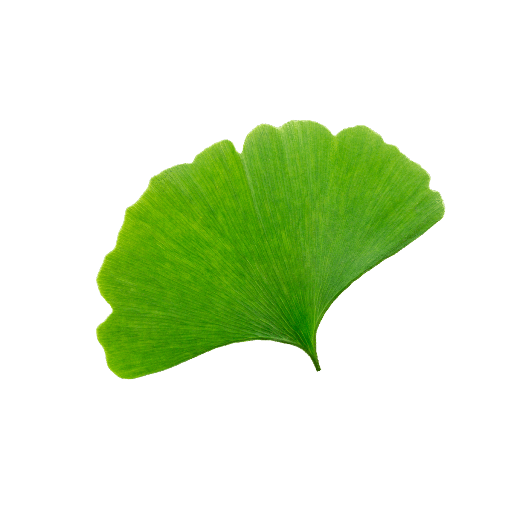 Ginkoblatt